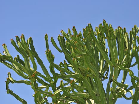 Cactus plant against clear blue sky outdoors