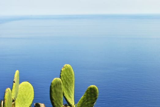 beautiful cactus plants with mediterranean sea in background. Shot in Sicily, Italy