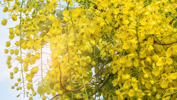 close up of Golden Shower Tree (Cassia fistula)