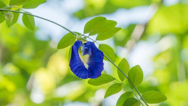 Close up of butterfly pea flower in green garden
