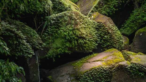 Stream in the tropical forest . Cascade falls over mossy rocks