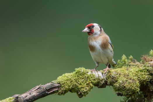 A male goldfinch perched on a moss lichen covered branch looking to the left in  inquisitive alert pose