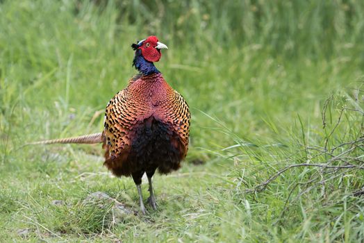 Close portrait of a male cock pheasant standing facing forward and looking to the right