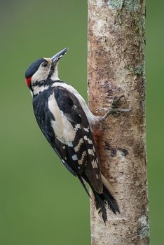 Close portrait of a  male great spotted woodpecker climbing up a tree in upright vertical format
