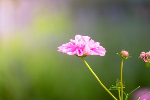 The background image of the colorful flowers, background nature