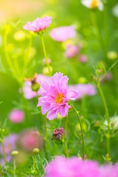 The background image of the colorful flowers, background nature