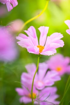 The background image of the colorful flowers, background nature