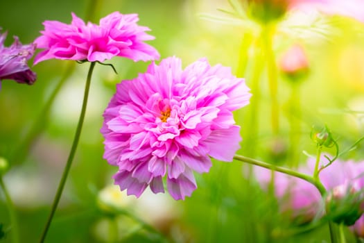 The background image of the colorful flowers, background nature