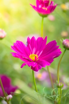 The background image of the colorful flowers, background nature