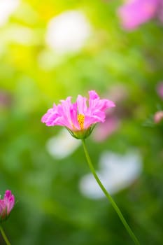 The background image of the colorful flowers, background nature