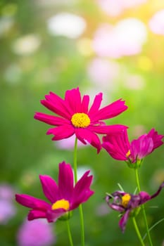 The background image of the colorful flowers, background nature