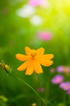 The background image of the colorful flowers, background nature