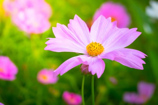 The background image of the colorful flowers, background nature