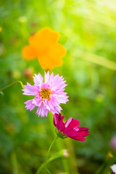 The background image of the colorful flowers, background nature