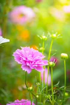 The background image of the colorful flowers, background nature