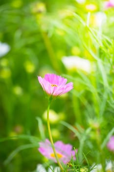 The background image of the colorful flowers, background nature