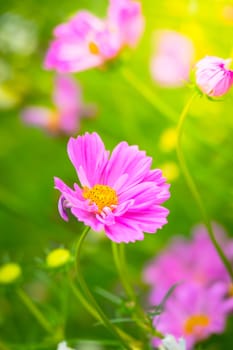 The background image of the colorful flowers, background nature