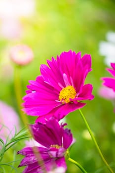 The background image of the colorful flowers, background nature