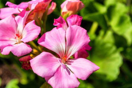 Geraniums are popular as balcony plants or masonry.