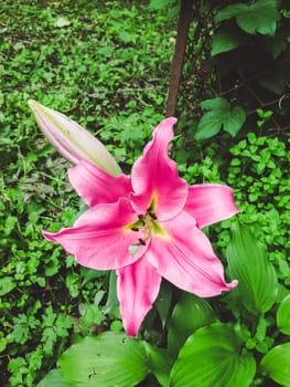 beautiful pink lilies in garden, close up
