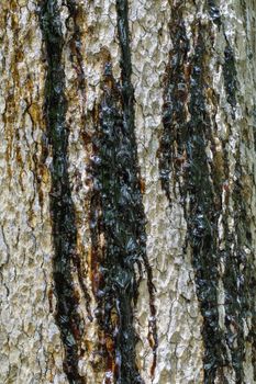 Image of a tree with a black rubber flowing out.