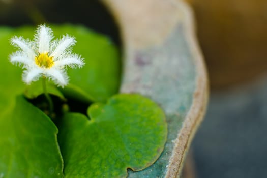 white beautiful lotus