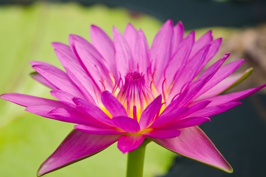 purple beautiful lotus