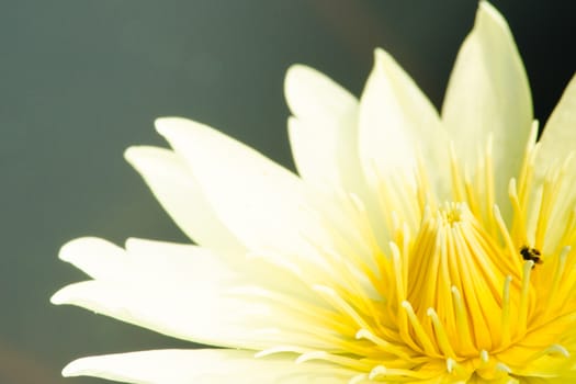 white beautiful lotus