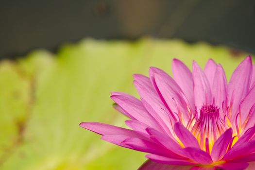 purple beautiful lotus