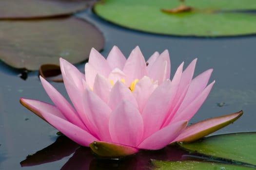 pink beautiful lotus