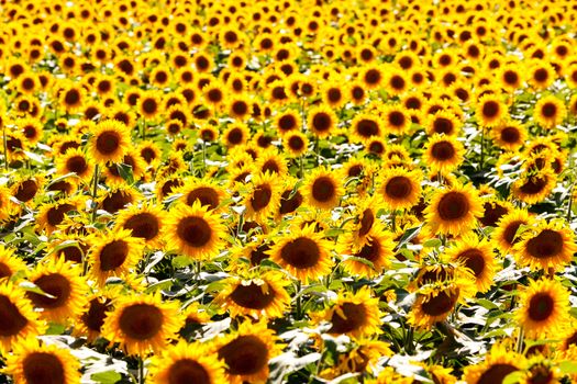 Picture of sunflower field