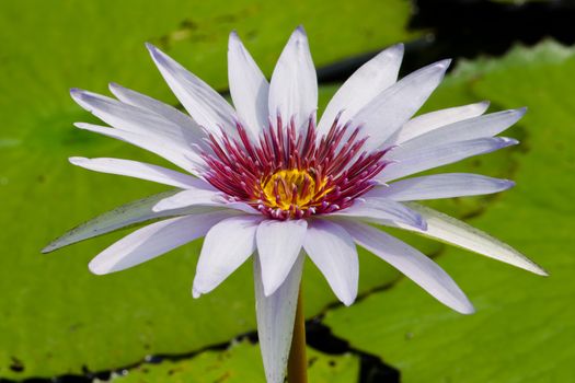 purple beautiful lotus