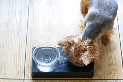 Cute little dog eating on the floor