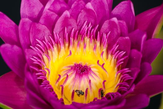 purple beautiful lotus