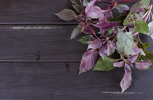 Bunch of basil on a black wooden background