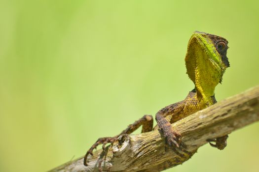 green spiny lizard sitting on the tree