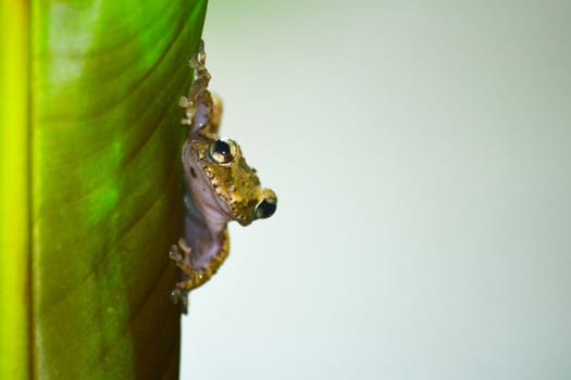 yellow frog on leaf