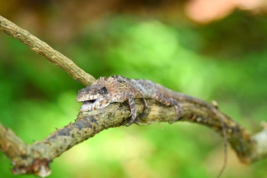 greater lizard sitting on the tree