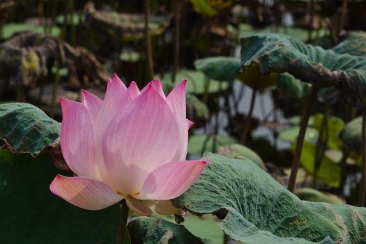 pink beautiful lotus