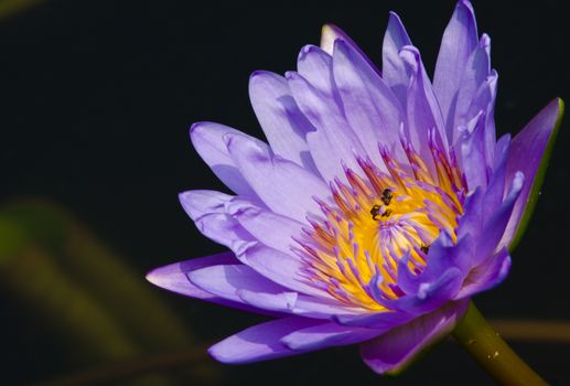 purple beautiful lotus