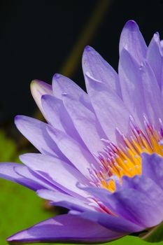 purple beautiful lotus