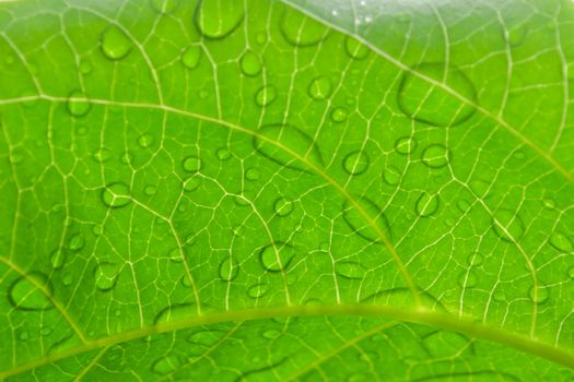 water drop on the green leaf after rain season