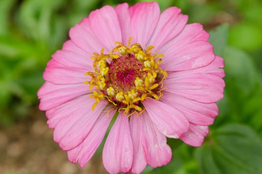 one beautiful pink flower in the garden
