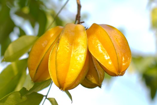 fresh yellow star apple fruit in thailand