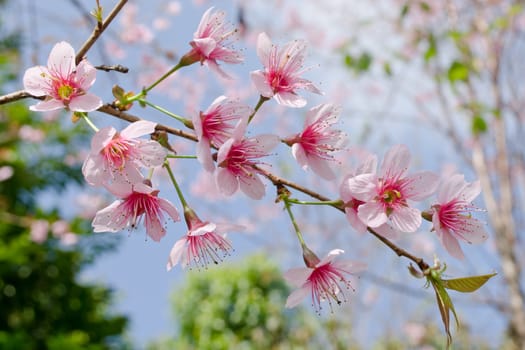 Himalayan Cherry (Prunus cerasoides) or 'Queen of royal tiger