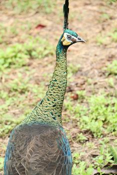 Green peafowl are large birds, amongst the largest living galliforms in terms of overall size