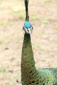 Green peafowl are large birds, amongst the largest living galliforms in terms of overall size