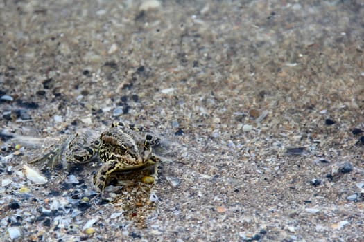 green frog floating on the water. photo