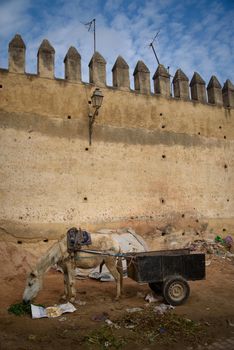 Donkey in Fez, the second largest city of Morocco.