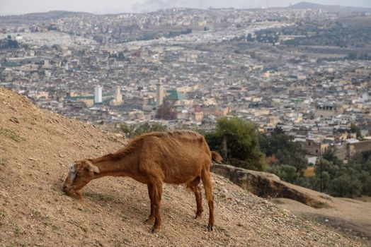 View of the old town of Fez, Morocco, North Africa